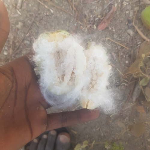Bombax costatum (Red-flowered silk cotton tree) — photo