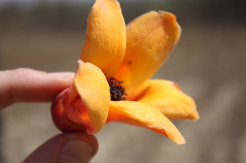Bombax costatum