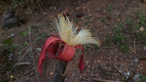 Bombax insigne (Showy silk cotton tree) — photo