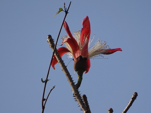 Bombax insigne (Showy silk cotton tree) — photo