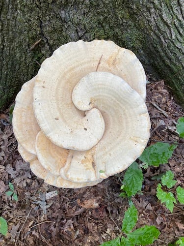 Bondarzewia berkeleyi (Berkeleyi's polypore) — photo