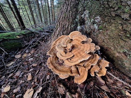 Bondarzewia montana — photo