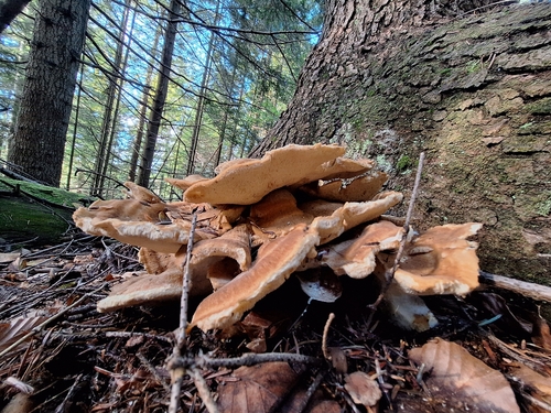 Bondarzewia montana — photo