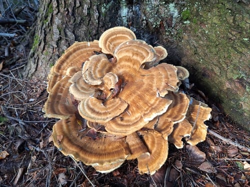 Bondarzewia montana