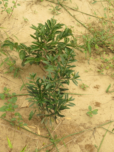 Bonellia frutescens