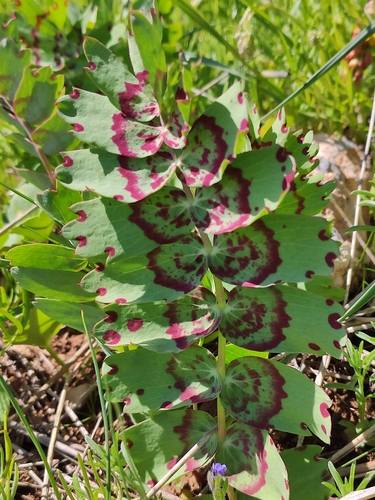 Bongardia chrysogonum (Bongardia) — photo