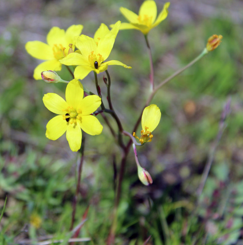 Bongardia chrysogonum (Bongardia) — photo