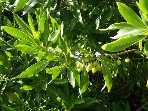 Bontia daphnoides (Bontia) — photo