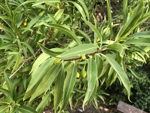 Bontia daphnoides (Bontia) — photo