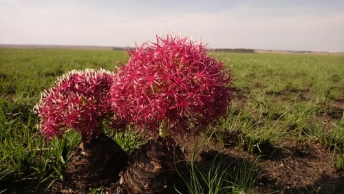 Boophone disticha — photo