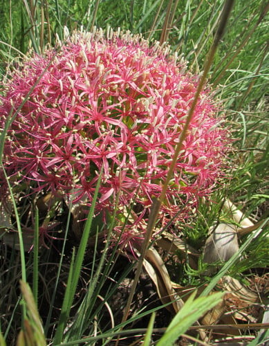 Boophone disticha