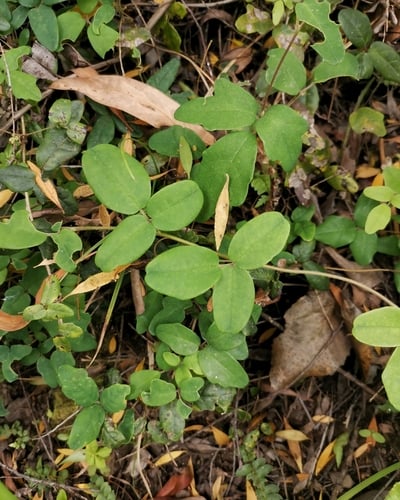 Boquila trifoliata — photo