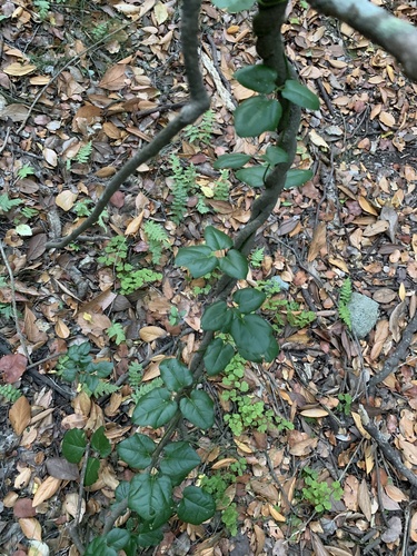 Boquila trifoliolata (Boquila berries) — photo