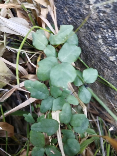 Boquila trifoliolata (Boquila berries) — photo