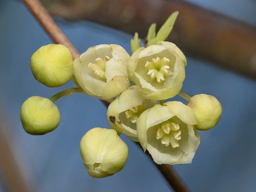 Boquila trifoliolata
