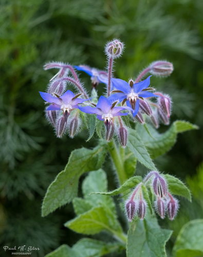 Borago officinalis (Borage) — photo