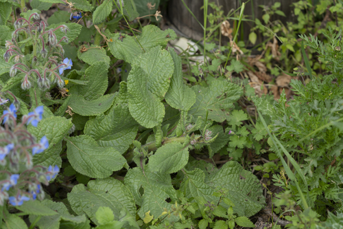 Borago officinalis (Borage) — photo