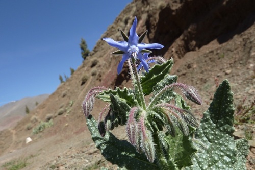 Borago trabutii — photo