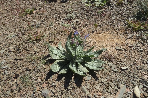 Borago trabutii