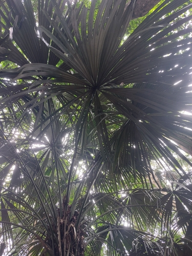 Borassodendron borneense (Bindang palm) — photo