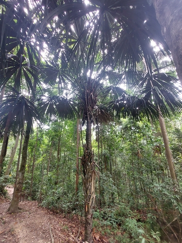 Borassodendron borneense (Bindang palm) — photo