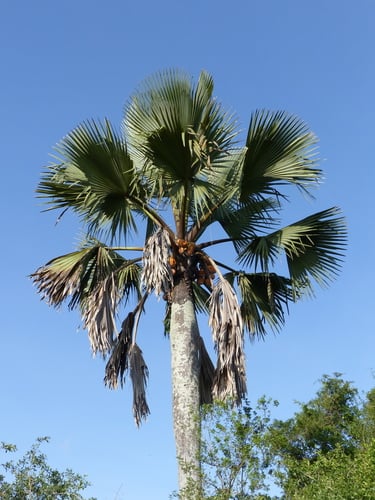 Borassus aethiopum (African fan palm) — photo