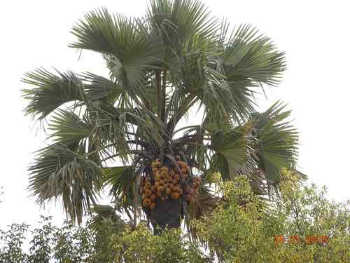 Borassus aethiopum (African fan palm) — photo