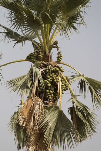 Borassus akeassii