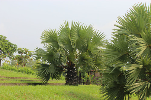Borassus flabellifer (Wine palm) — photo
