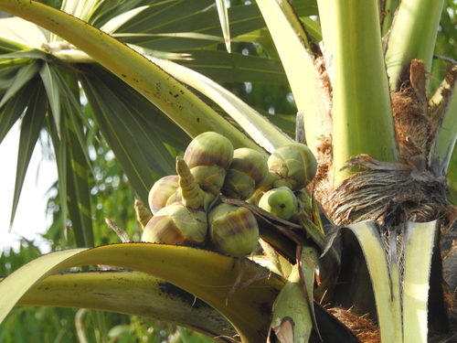 Borassus flabellifer (Wine palm) — photo