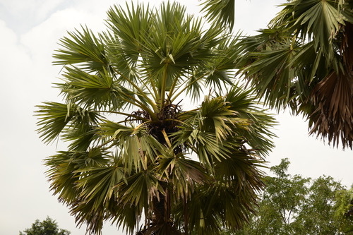 Borassus flabellifer
