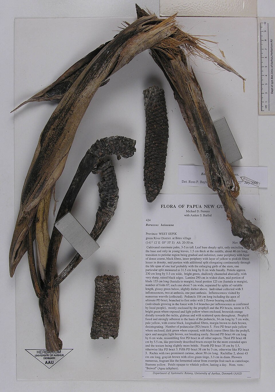 Borassus heineanus (Palmyra like palm) — photo