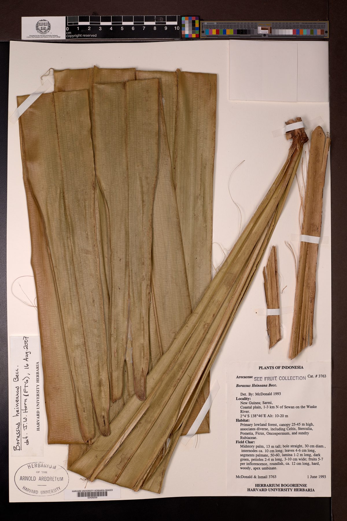 Borassus heineanus (Palmyra like palm) — photo