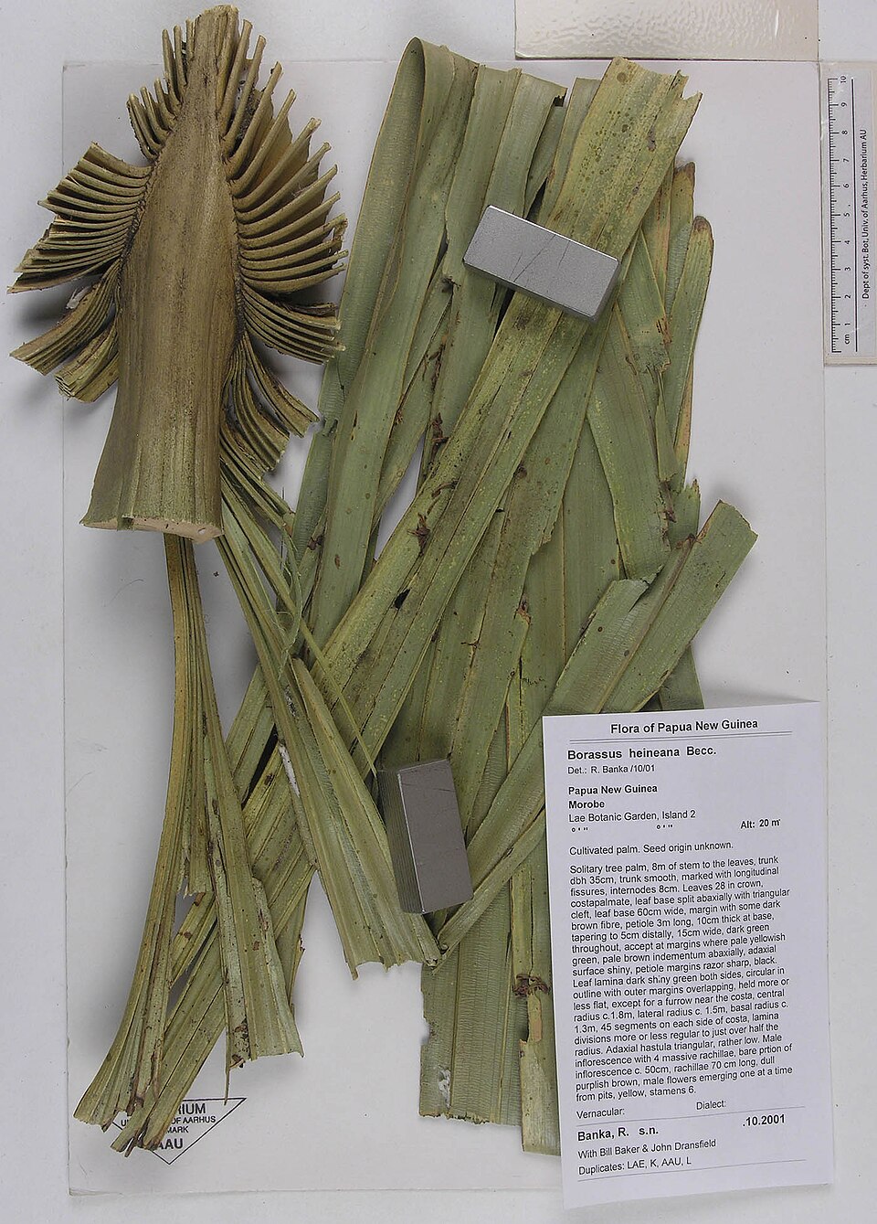 Borassus heineanus