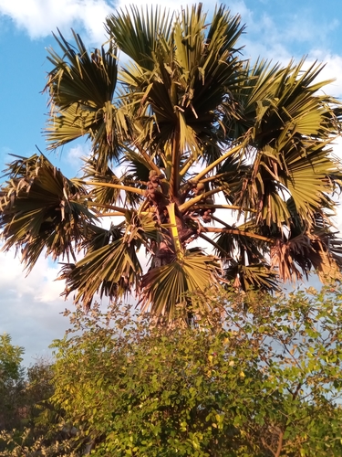 Borassus madagascariensis (Madagascar Palmyra palm) — photo
