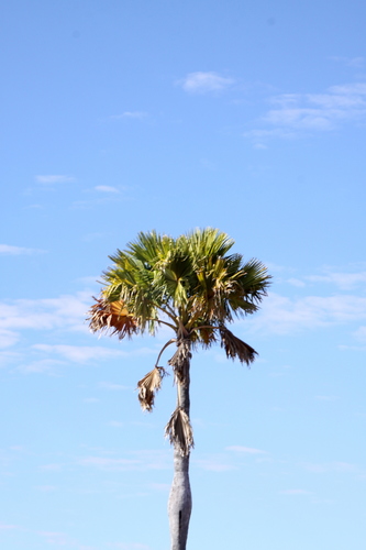 Borassus madagascariensis