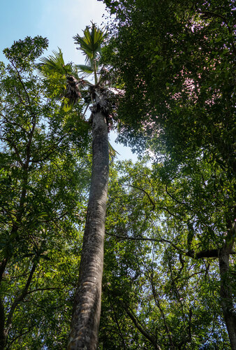 Borassus madagascariensis (Madagascar Palmyra palm) — photo
