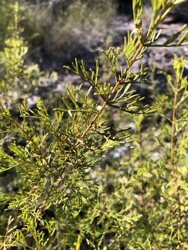 Boronia bipinnata (Rock boronia) — photo