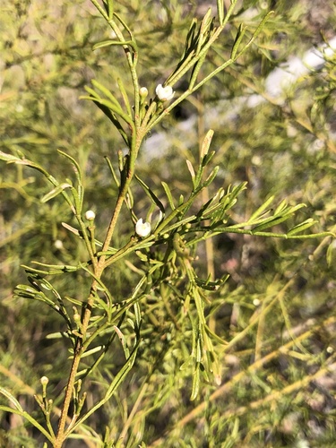 Boronia bipinnata (Rock boronia) — photo
