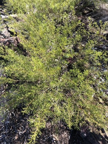 Boronia bipinnata