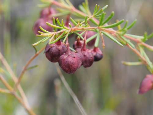 Boronia megastigma (Brown boronia) — photo