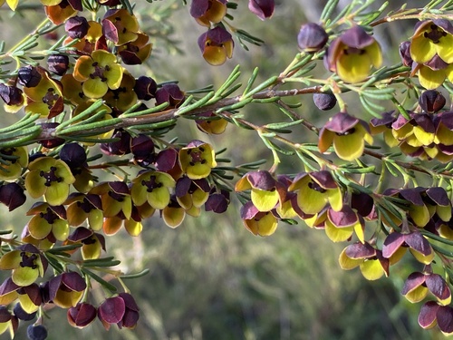 Boronia megastigma (Brown boronia) — photo