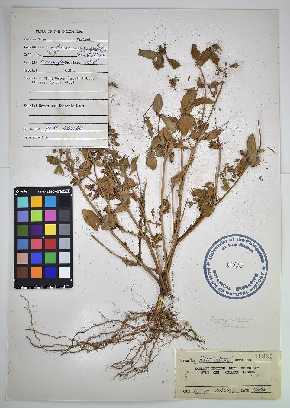Borreria articularis (Shaggy button weed) — photo