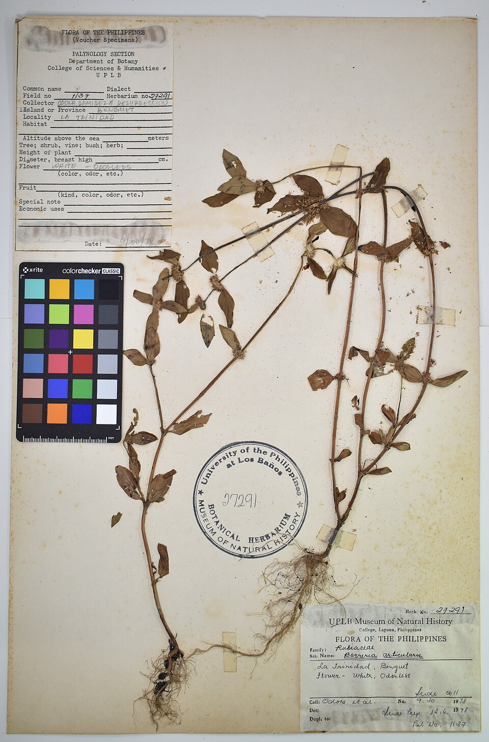 Borreria articularis