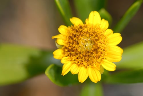 Borrichia arborescens (Sea oxeye) — photo