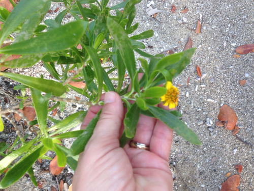 Borrichia arborescens (Sea oxeye) — photo