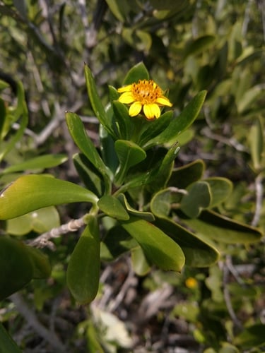 Borrichia arborescens