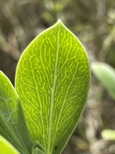 Borrichia frutescens (Jamaican samphire) — photo