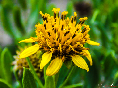 Borrichia frutescens (Jamaican samphire) — photo