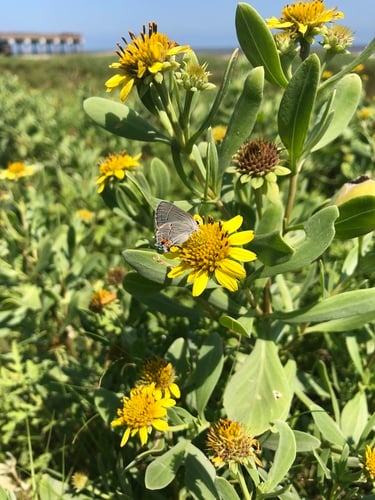 Borrichia frutescens